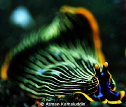 Unique species by Azman Kamaluddin 